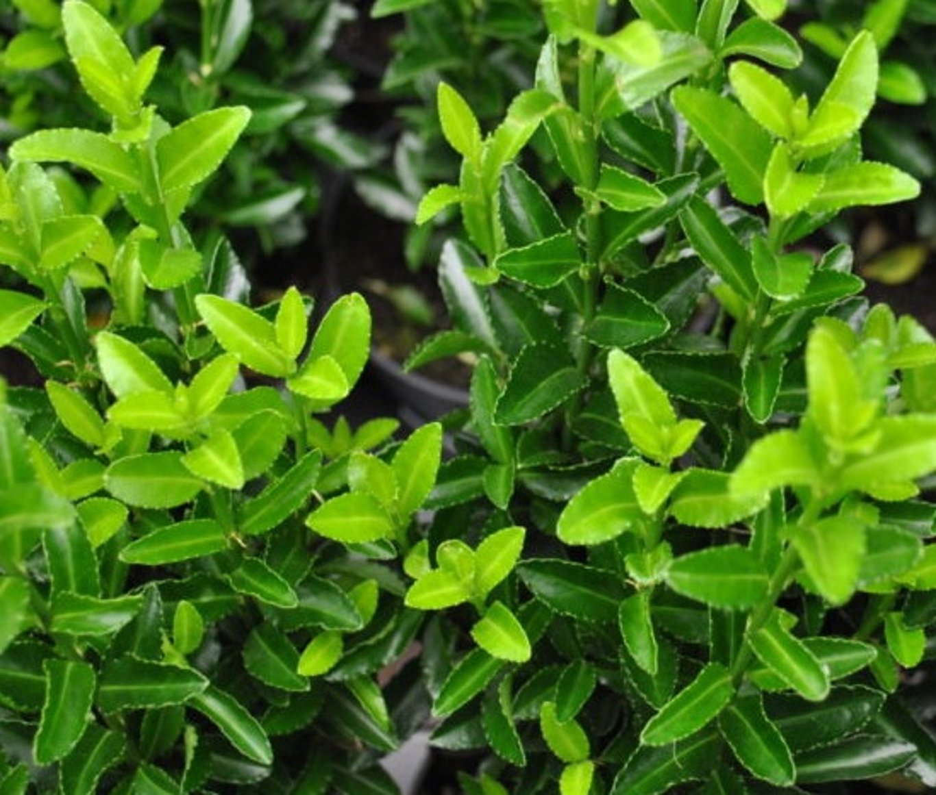 Euonymus jap. 'Green Spire' - 20-30 CM bare root 0/1/2